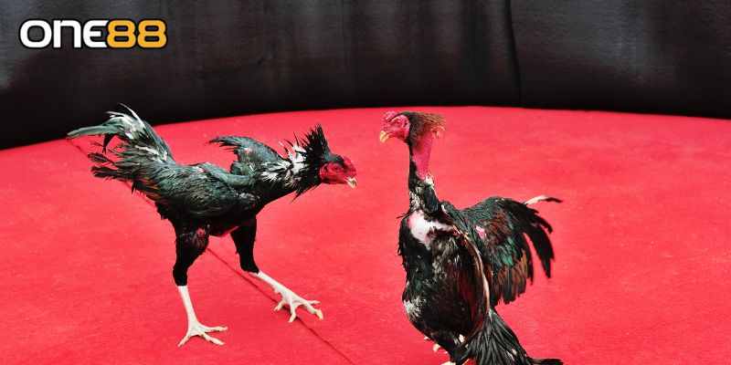 Áp dụng chiến thuật bất bại dành cho dân chiến kê chuyên nghiệp